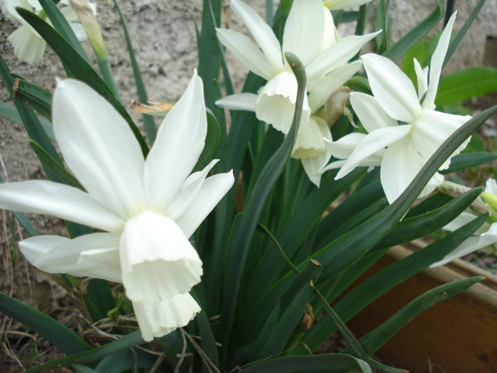Daffodil Thalia (2010, April 05)