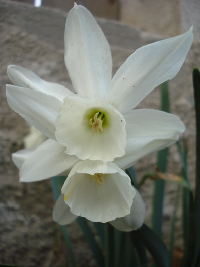 Narcissus Thalia (2010, April 08)