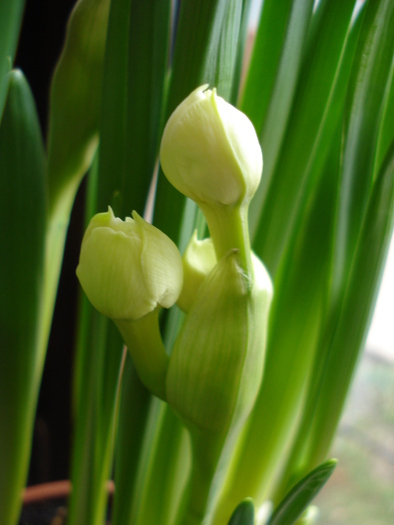 Narcissus Bridal Crown (2010, March 08)