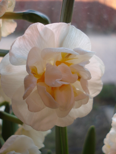 Narcissus Bridal Crown (2010, March 18)