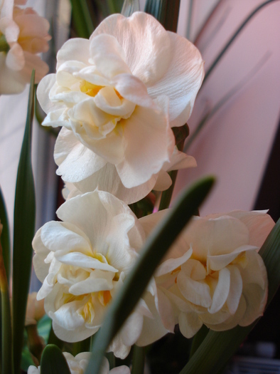 Daffodil Bridal Crown (2010, March 18)