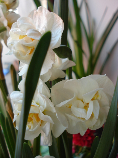 Daffodil Bridal Crown (2010, March 19) - Narcissus Bridal Crown