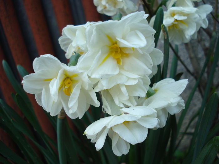 Daffodil Bridal Crown (2010, March 21)