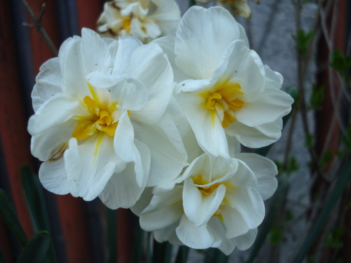 Narcissus Bridal Crown (2010, April 27)