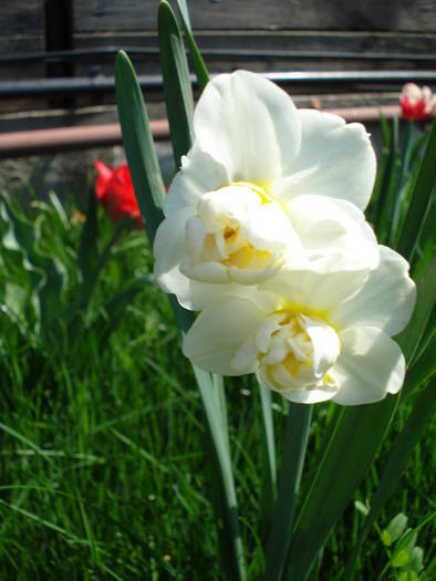 Narcissus Cheerfulness (2009, April 16)