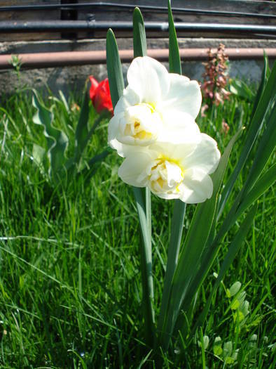 Narcissus Cheerfulness (2009, April 16)