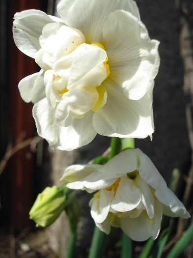 Daffodil Cheerfulness (2010, April 08) - Narcissus Cheerfulness