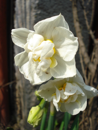 Daffodil Cheerfulness (2010, April 09) - Narcissus Cheerfulness