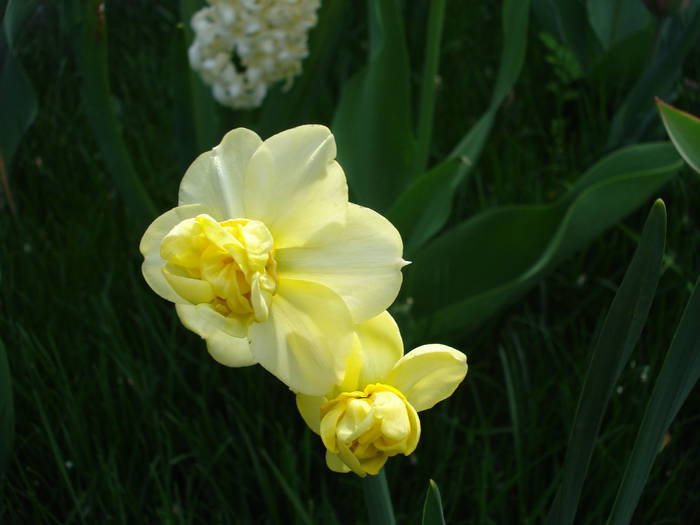 N. Yellow Cheerfulness (2009, Apr.13) - Narcissus Cheerfulness Y