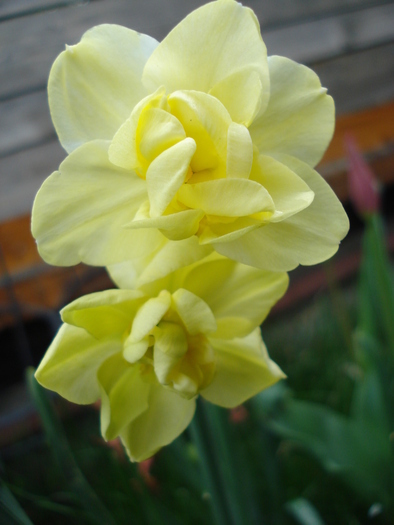 N. Yellow Cheerfulness (2010, Apr.16) - Narcissus Cheerfulness Y