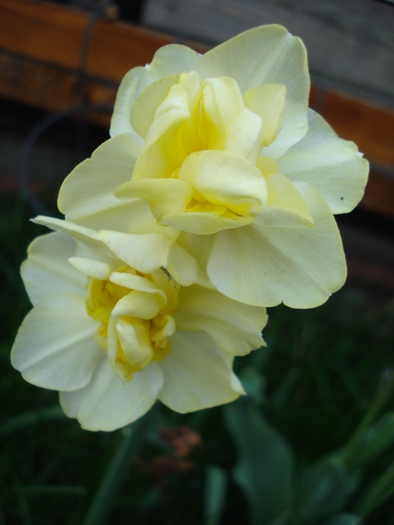 N. Yellow Cheerfulness (2010, Apr.13)