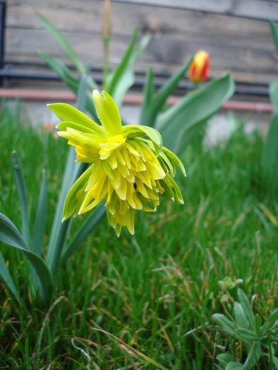 Narcissus Rip van Winkle (2009, April 02)