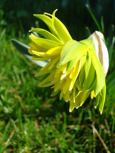 Narcissus Rip van Winkle (2009, April 03)