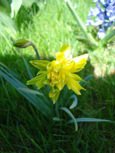 Daffodil Rip van Winkle (2009, April 04)
