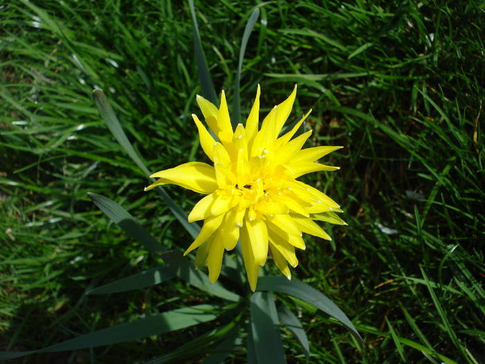 Daffodil Rip van Winkle (2009, April 06)