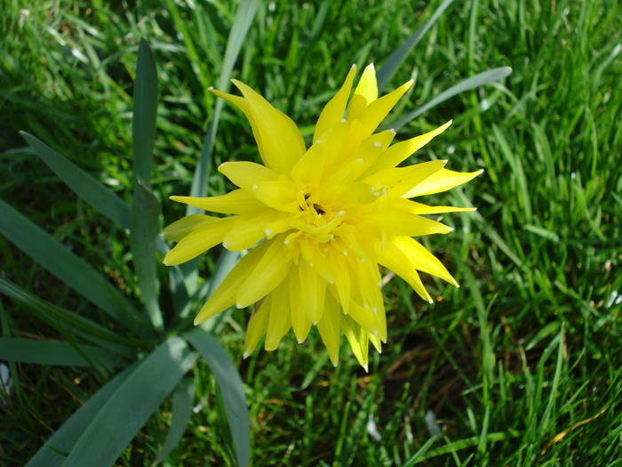 Daffodil Rip van Winkle (2009, April 06) - Narcissus Rip van Winkle