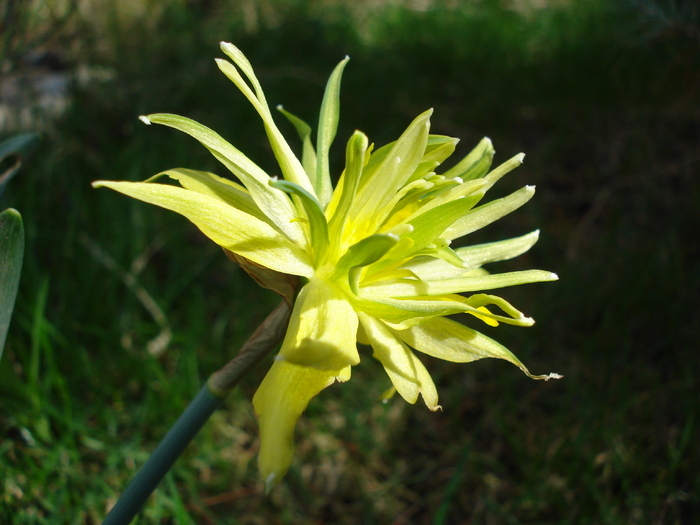 Daffodil Rip van Winkle (2010, April 01) - Narcissus Rip van Winkle