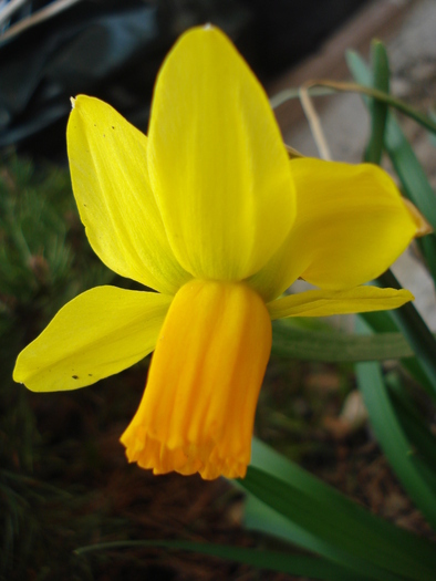 Narcissus Jetfire (2010, March 30)
