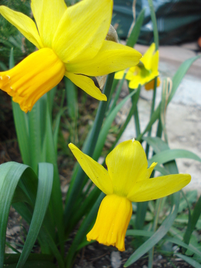 Daffodil Jetfire (2010, April 08)