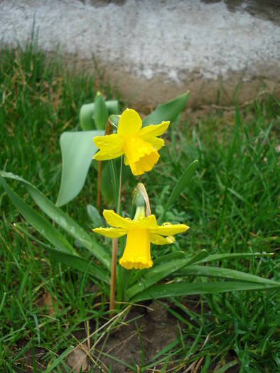 Narcissus Tete-a-Tete (2009, April 01)