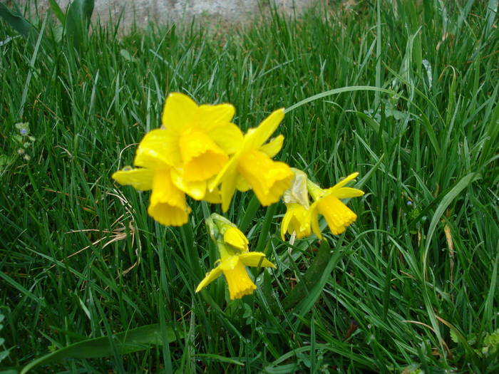 Daffodil Tete-a-Tete (2009, April 01)