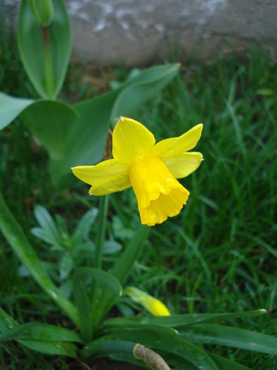 Daffodil Tete-a-Tete (2009, April 05)