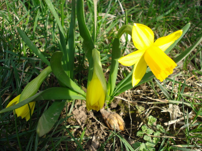 Daffodil Tete-a-Tete (2010, March 24) - Narcissus Tete Tete