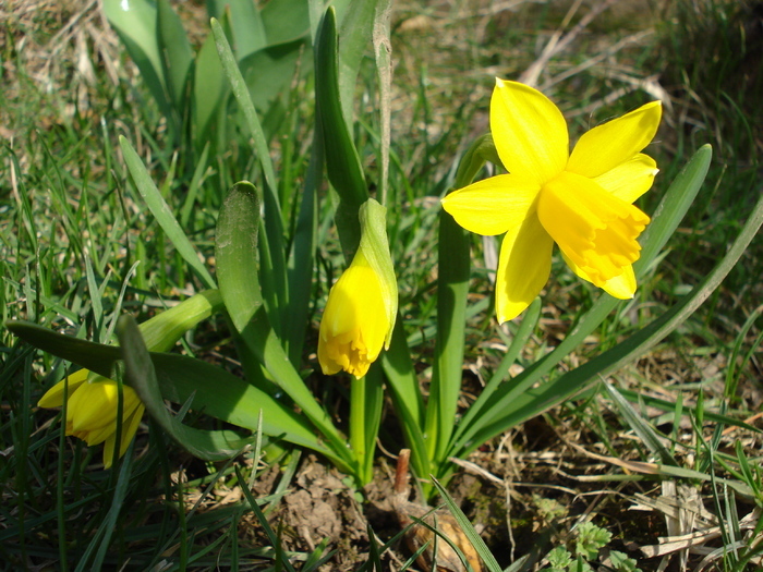 Narcissus Tete-a-Tete (2010, March 24)