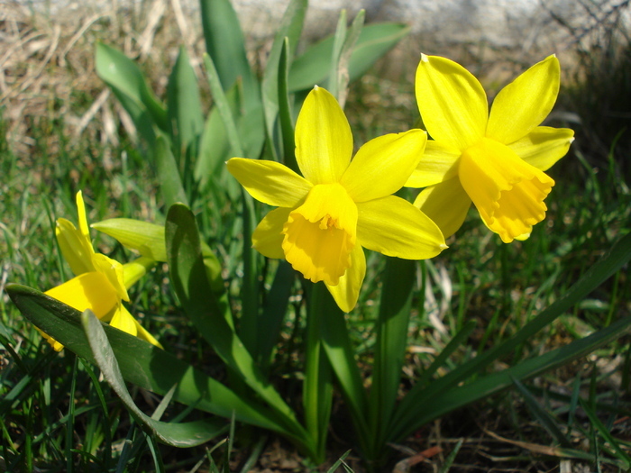 Narcissus Tete-a-Tete (2010, March 25)