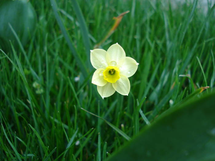 Narcissus Minnow (2009, April 07)
