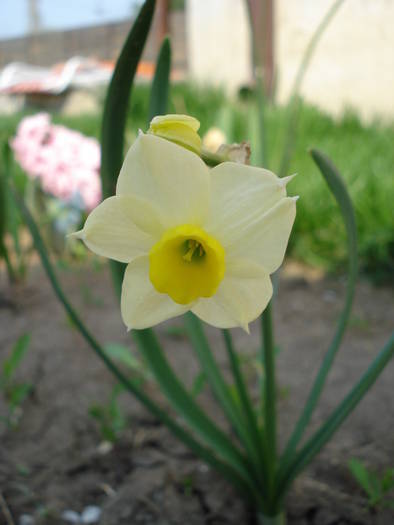 Daffodil Minnow (2009, April 10)