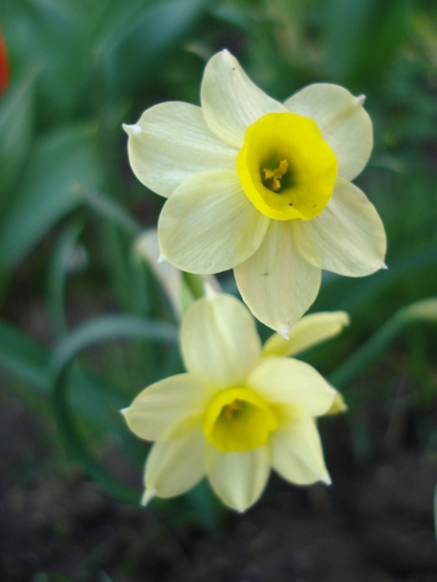 Daffodil Minnow (2010, April 08)