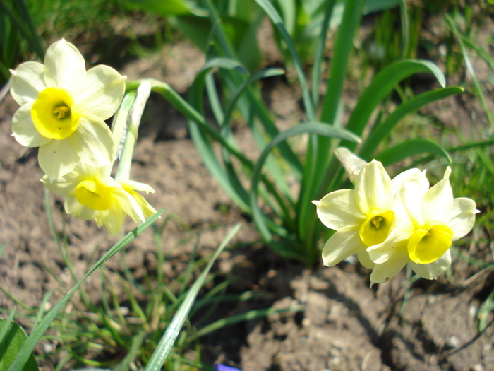 Narcissus Minnow (2010, April 08)