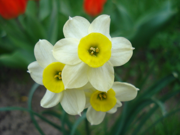Narcissus Minnow (2010, April 11)