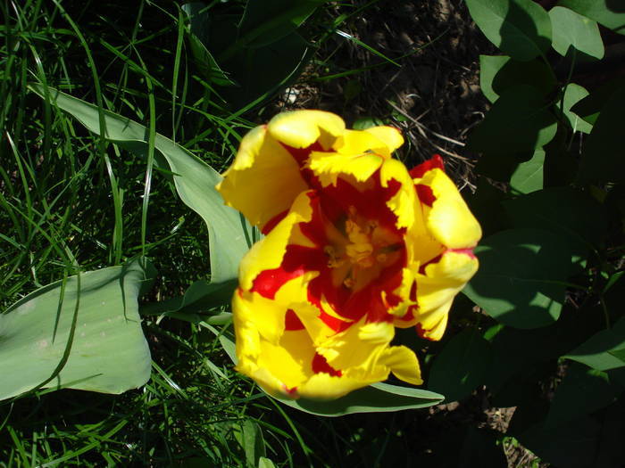 Tulipa Texas Flame (2009, May 01) - Tulipa Texas Flame