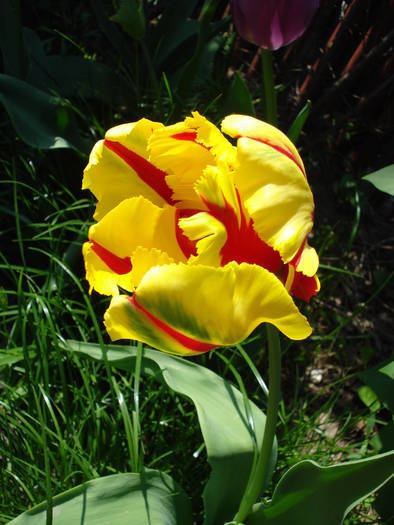Tulipa Texas Flame (2009, May 01) - Tulipa Texas Flame