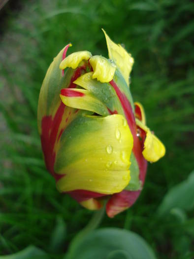 Tulipa Texas Flame (2009, May 03)