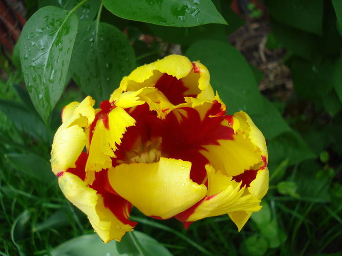 Tulipa Texas Flame (2009, May 03)