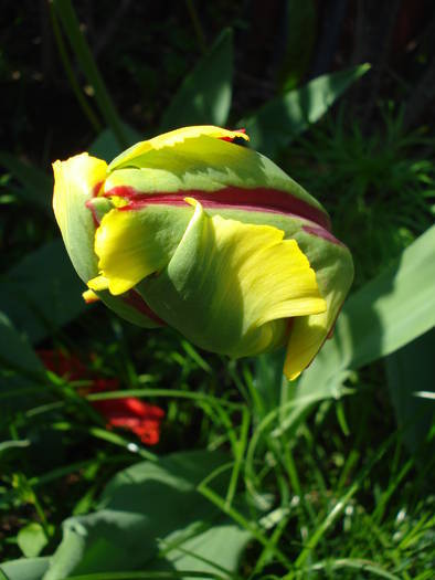 Tulipa Texas Flame (2009, May 06)
