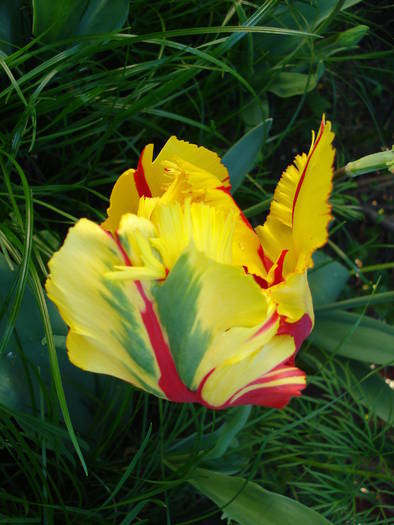 Tulipa Texas Flame (2009, May 09)