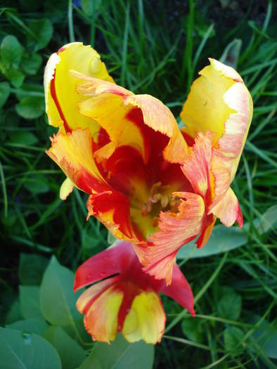 Tulipa Texas Flame (2009, May 09)