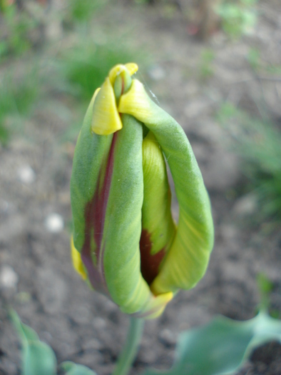 Tulipa Texas Flame (2010, April 28) - Tulipa Texas Flame