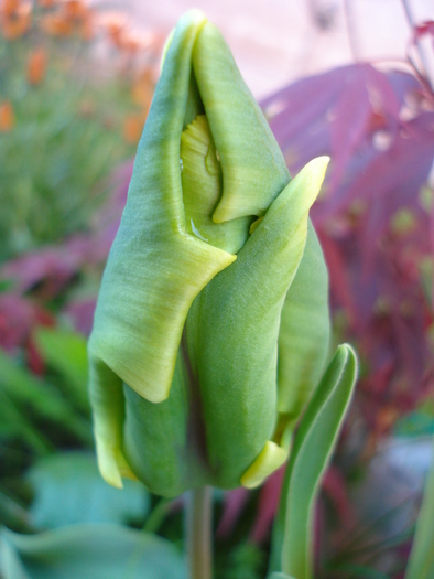 Tulipa Texas Flame (2010, April 28)