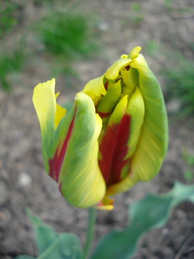 Tulipa Texas Flame (2010, April 29)
