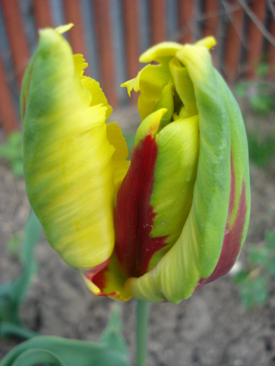Tulipa Texas Flame (2010, April 29)