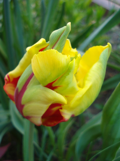 Tulipa Texas Flame (2010, April 30)