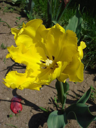 Tulipa Texas Gold (2009, May 01)