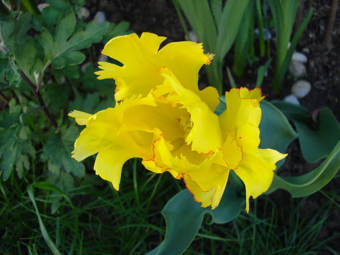 Tulipa Texas Gold (2009, May 08)