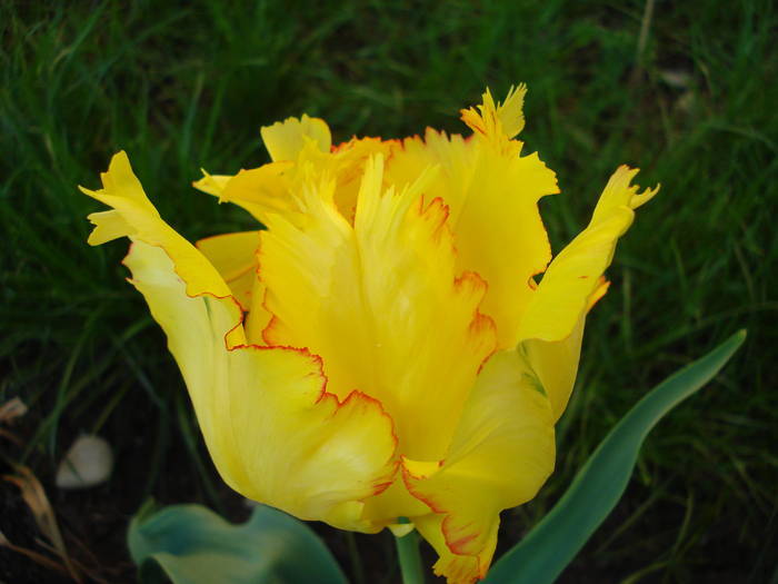 Tulipa Texas Gold (2009, May 09)