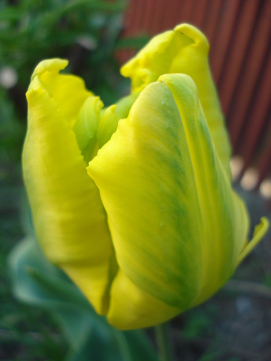 Tulipa Texas Gold (2010, April 29)